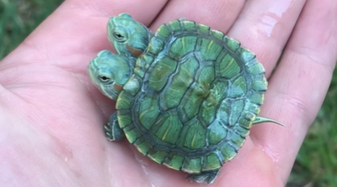 日本变异双头龟引发关注,日本现双头六腿龟