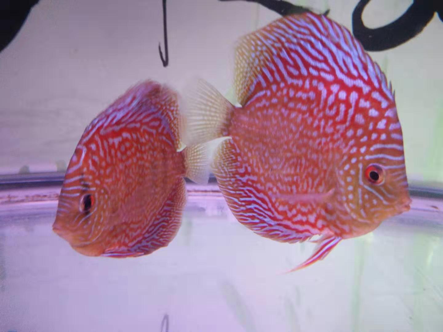 兰寿七彩神仙鱼混养,新手鱼友适合养哪种七彩神仙鱼