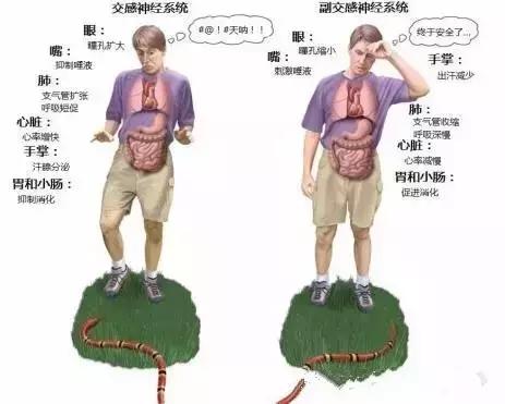 面神经分布图片大全,怎么记住面神经分布