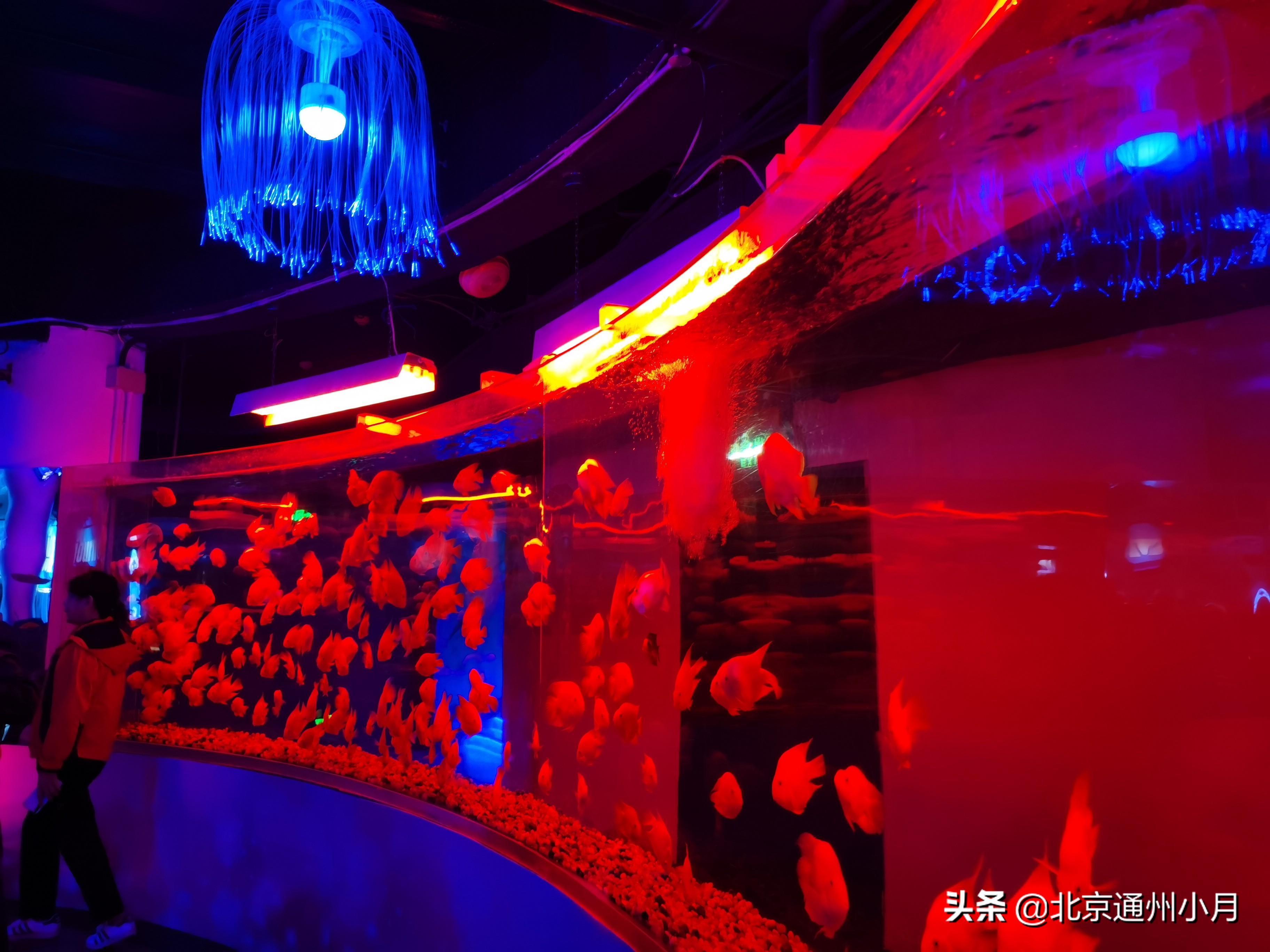 值得去看的海底世界,北京市海底世界门票多少钱