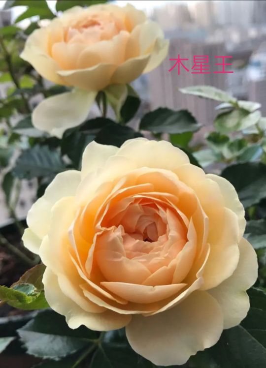 阳台系列月季品种大全,微型月季藤本月季