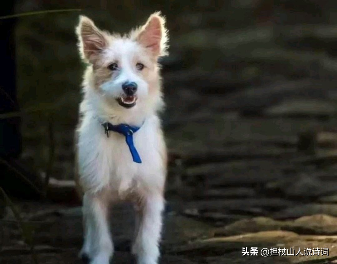 土狗尾巴朝上好不好,土狗尾巴向右卷有什么说法