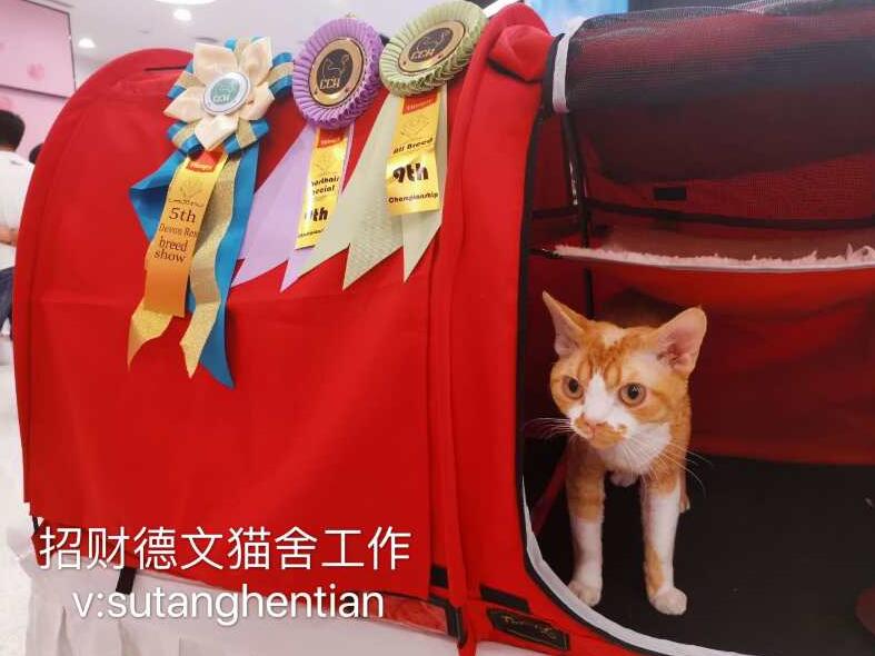 德文卷毛猫多少钱一只,德文卷毛猫排名
