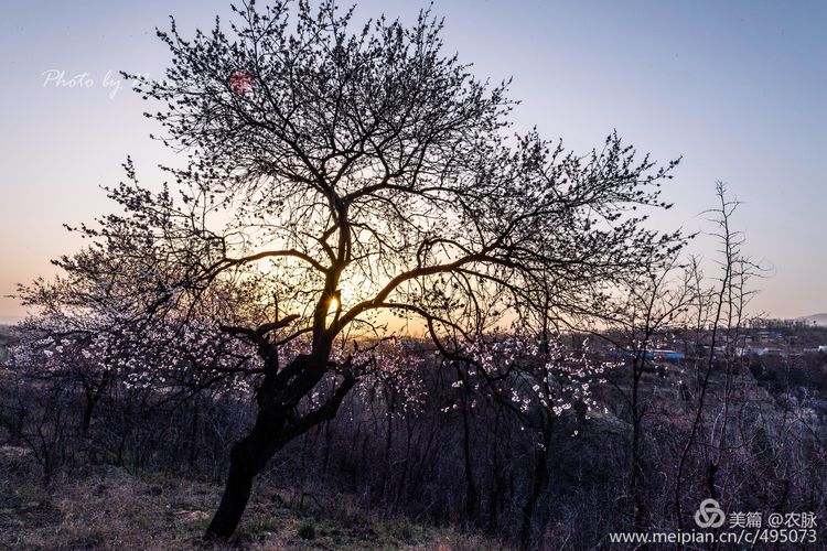 河南灵宝百年古杏林花开遍山野,灵宝北沟古杏林图片