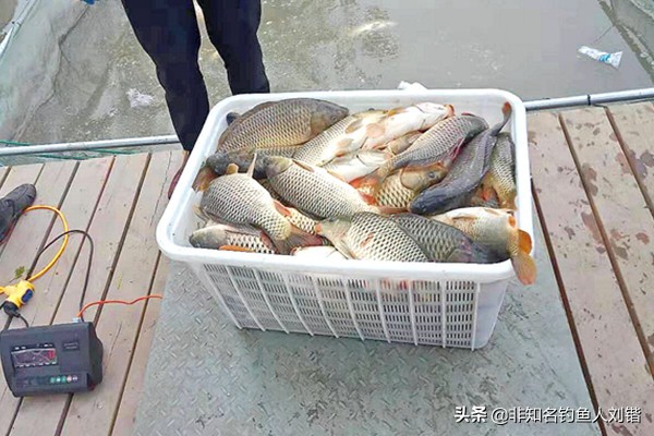 养殖颗粒怎么搭配,黑坑钓鱼技巧与饵料配制方法