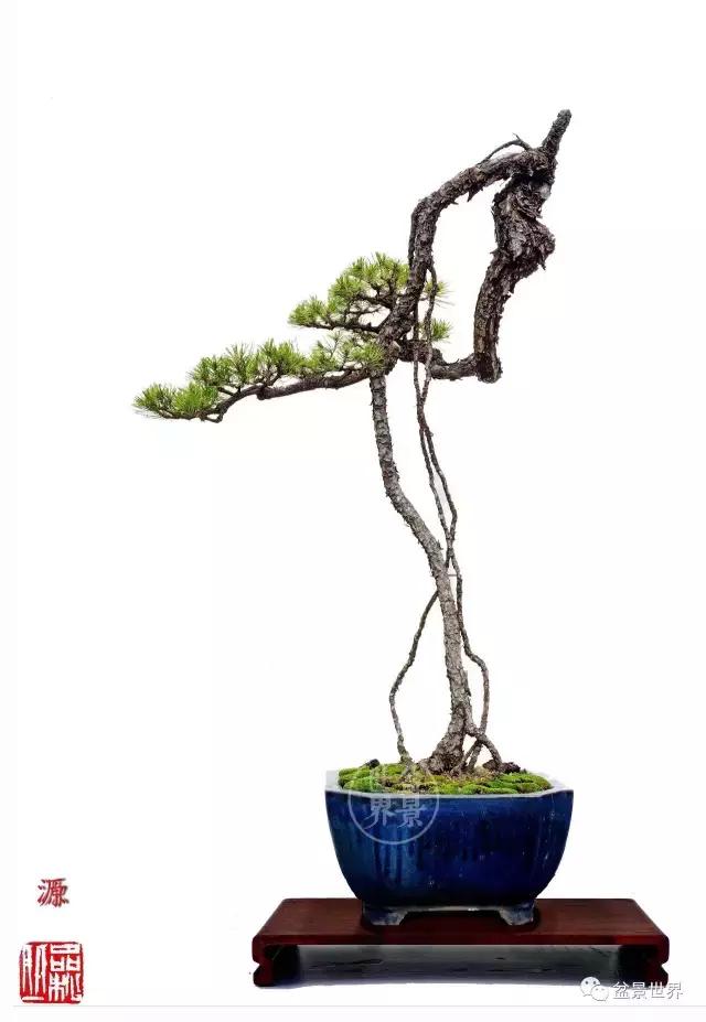 翠鸟根艺石头盆景艺术分享,奇形怪状极品根艺盆景图片