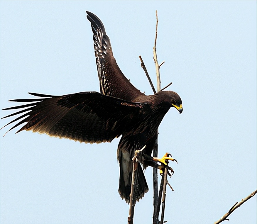 东江揽胜,惠州淡水常见鸟类图谱