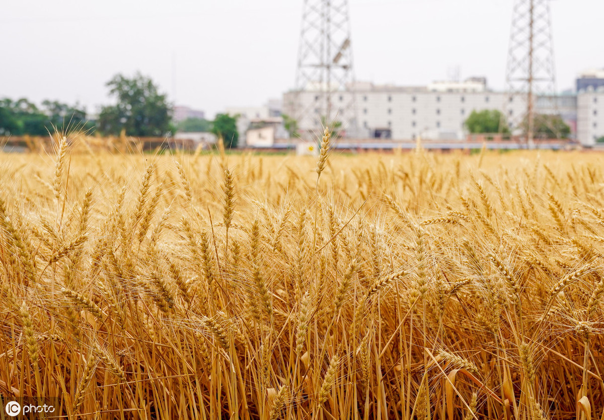 小麦锈病可导小麦作物损失高达100％，农户们都需要注意