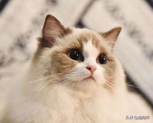 行走的人民币猫,猫界名称