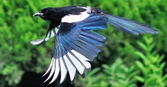 为什么喜鹊是个吉祥鸟,喜鹊真的喜鹊吗