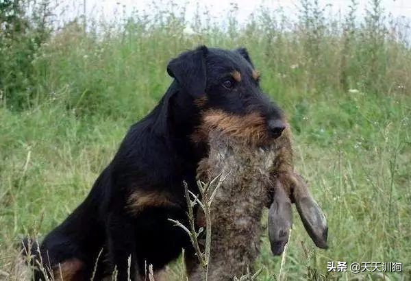 为什么德国犬种那么多,德国大型犬有哪些