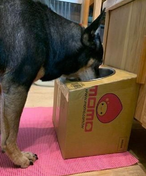 老狗吃饭很痛苦，主人用纸皮箱架高食盆！但普通狗狗不要乱用