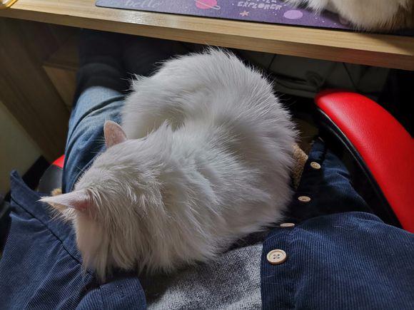 猫咪太粘你,猫咪太粘人了图片大全