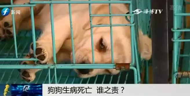 宠物狗买回来过几天病死怎么维权,厦门宠物店