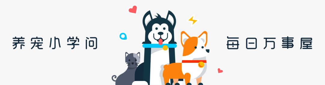 盘点小猫咪的奇怪行为,猫咪光鲜靓丽的背后