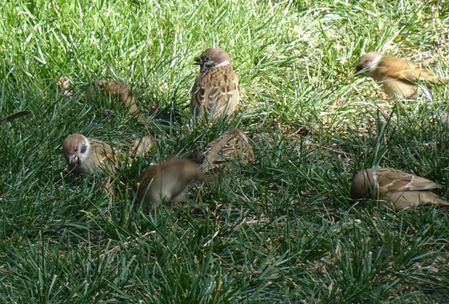 索尼hx99长焦测评,索尼口袋相机qx10