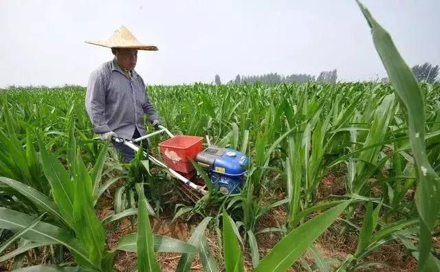 玉米施钾肥用什么肥好,玉米打药药量加三倍