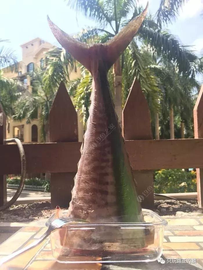 想要钓一条大鱼有多难？从越南转战回三亚，见识越南的绝户网.