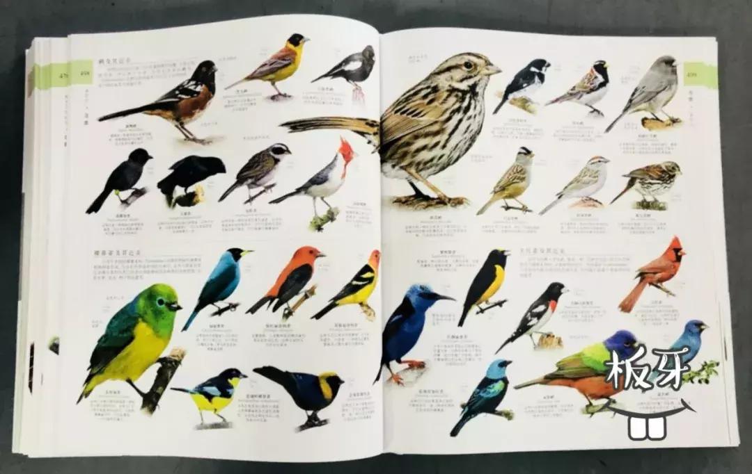 被封神的DK儿童科普书籍，到底哪些值得读？建议家长入手前看这篇