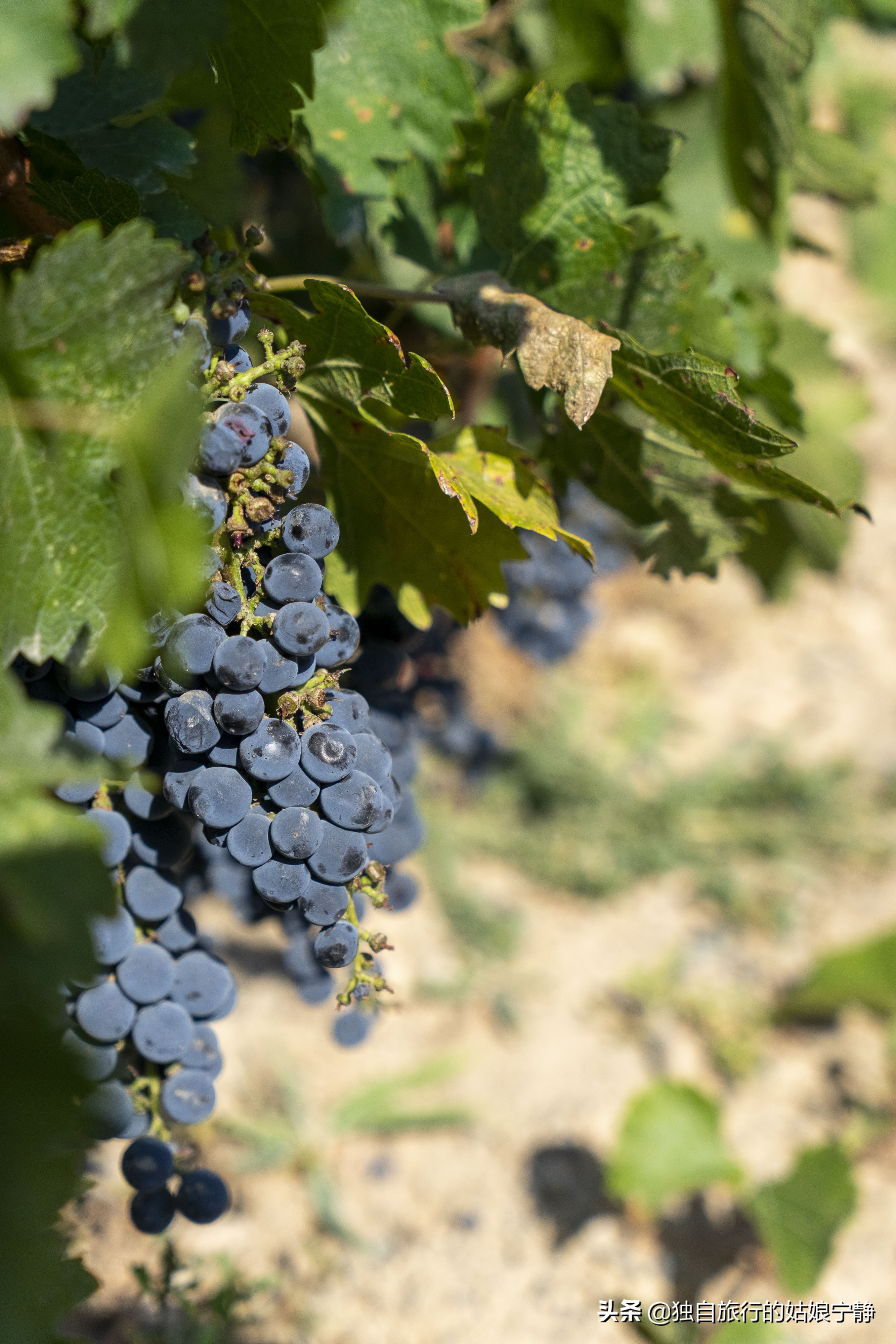 宁夏酒庄参观推荐,宁夏葡萄酒排行榜前十名酒庄