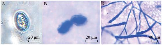 苦瓜疫病用什么药好得快,苦瓜黑斑病图片及治疗方法