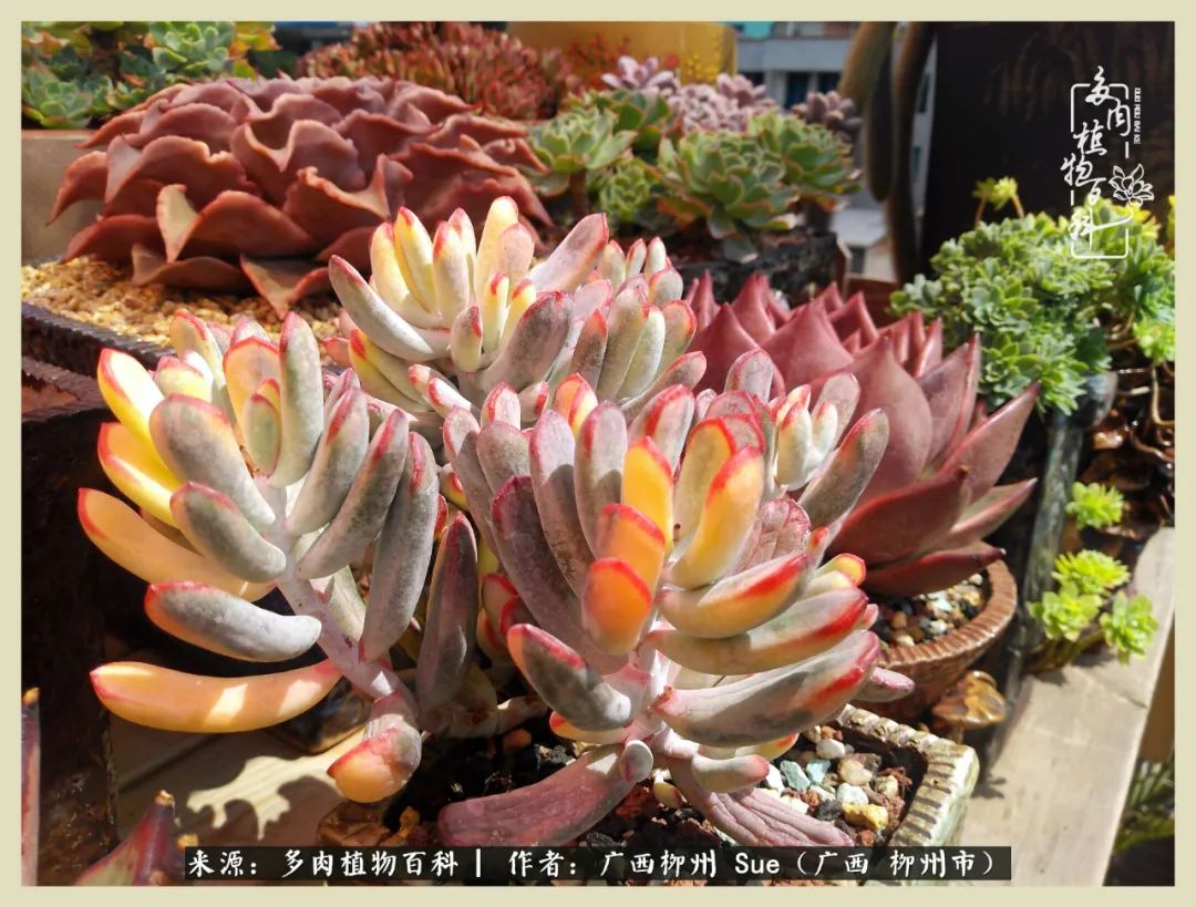 艳阳高照凉爽贵州,我要勤快地捕捉美好!(二)