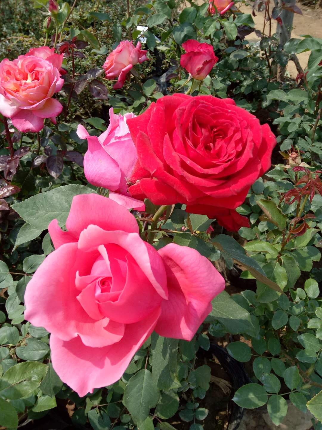 国月欧月,国月和欧月不同