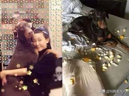 用lv当狗窝,用爱马仕当狗窝打脸