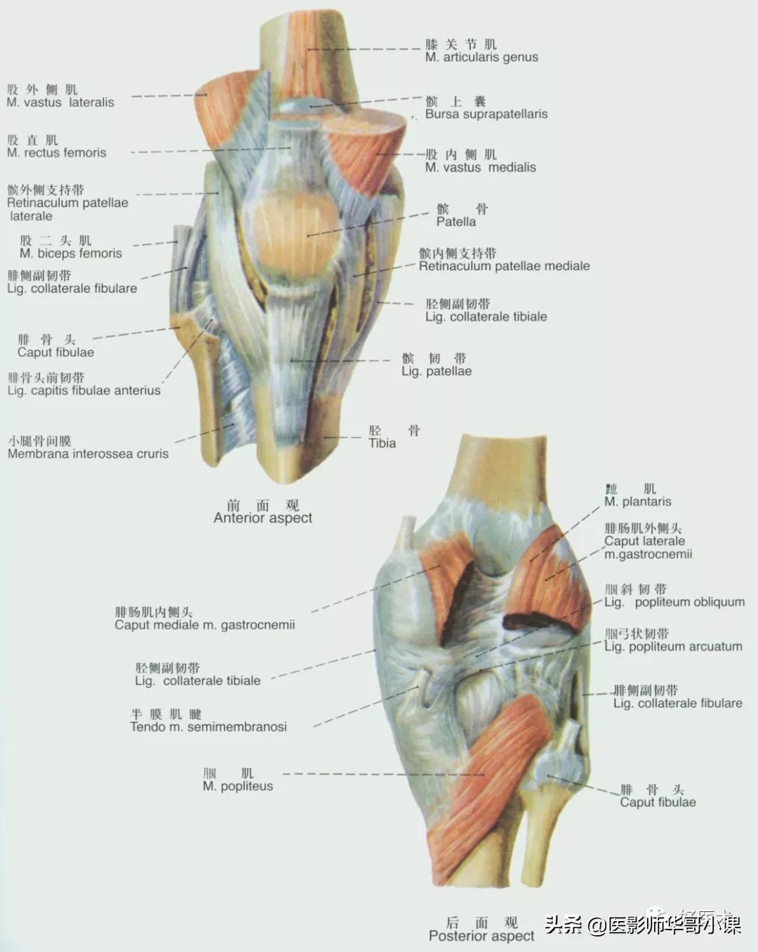 韧带解剖解说视频,韧带解剖图大全书