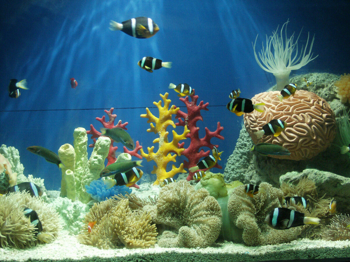 玩海水缸费钱吗,玩海水用什么鱼缸