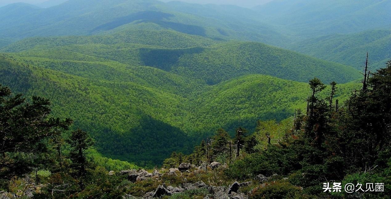 70岁老汉野外和500斤东北虎对峙,老汉和老虎对打