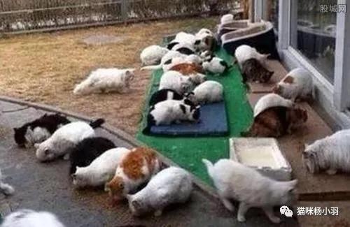 流浪猫被吓跑后会去哪,流浪猫被吓走还会回原来窝吗