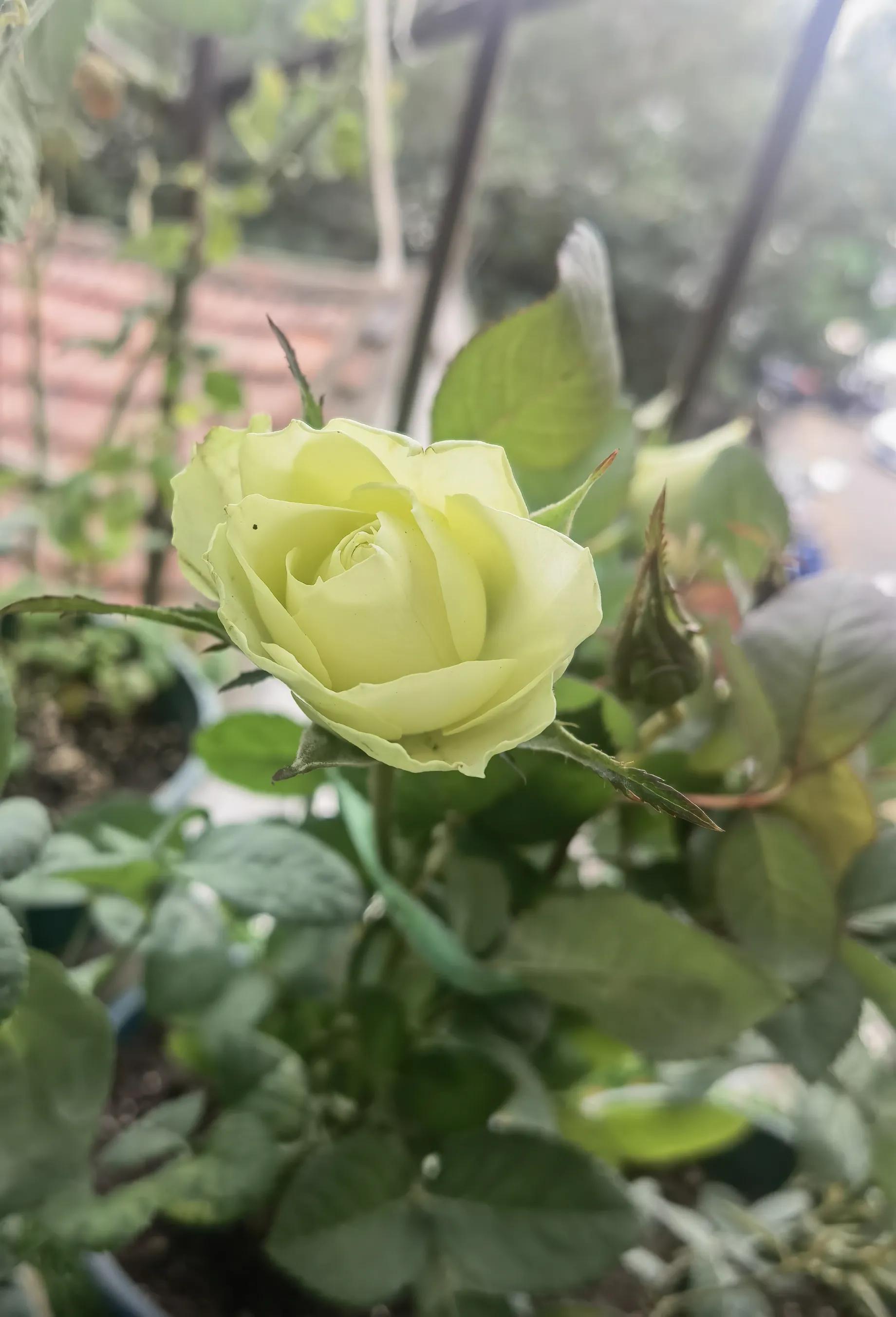 月季怎么买靠谱,月季开箱