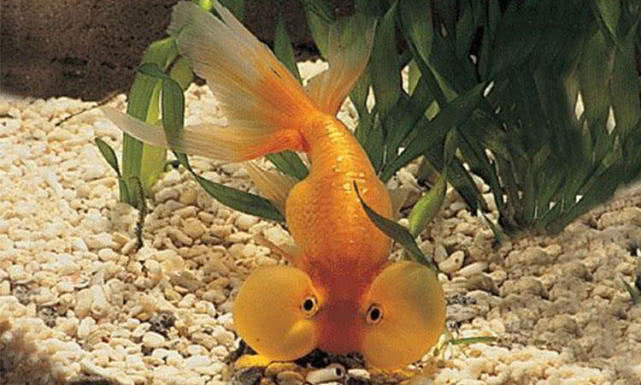 饲养水泡眼的方式,水泡植物怎么养最好