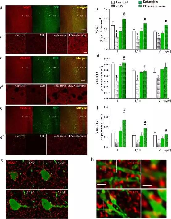 *麻大**使用，抑郁症和自我伤害中表型和遗传学之间的关系