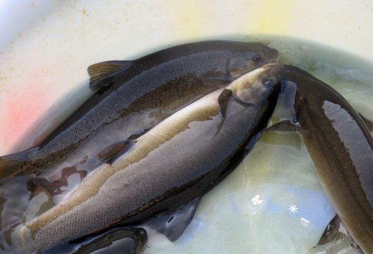 这七种食物你一定要吃,十种必吃的超级食物