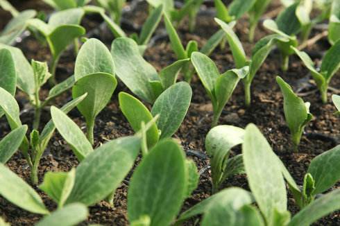 杜甫《有客》简析——希望之火照亮人生路