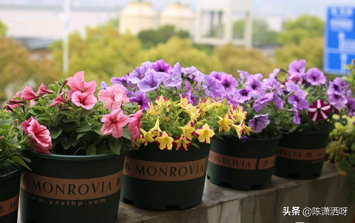 常见花卉花盆图片大全,各种花盆的优缺点图片介绍