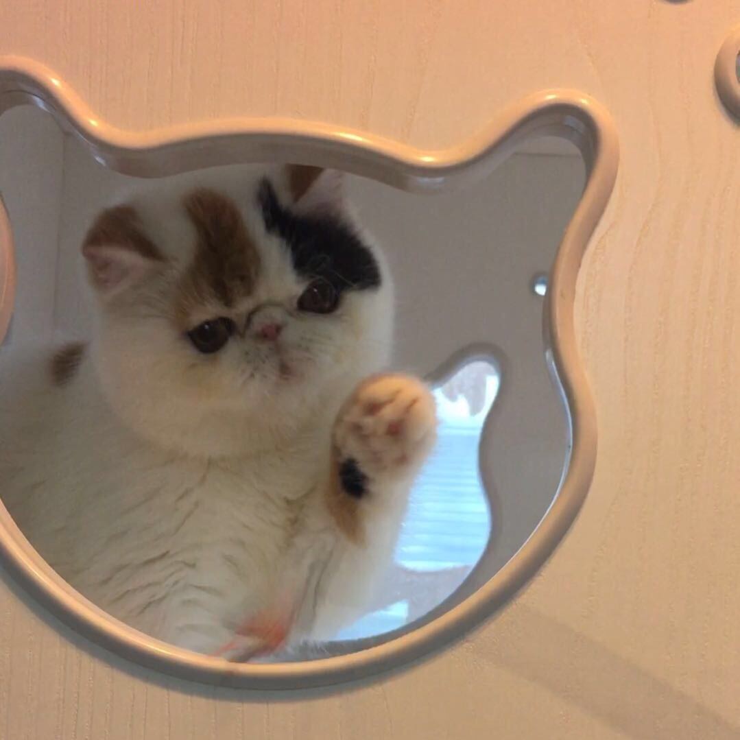 复方酮康唑软膏可以治疗猫癣,盐酸特比萘芬乳膏可以治疗猫癣吗