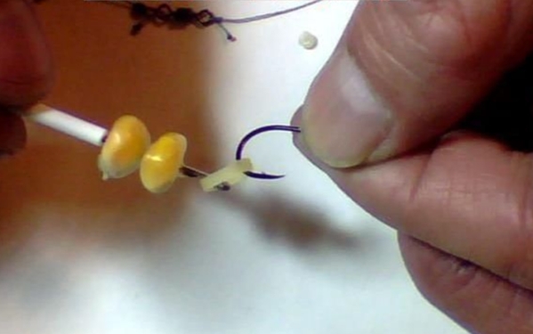 用玉米粒饵，总跑鱼？如果你没忽视这3点，那就偷着乐吧