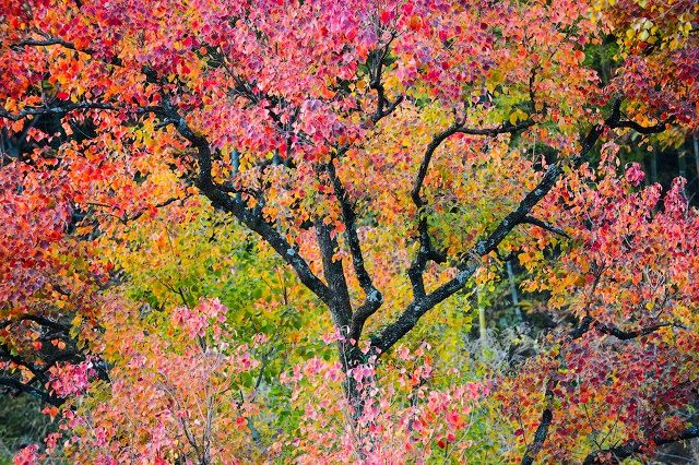 安徽中国最美三大古镇,安徽十大最美古镇