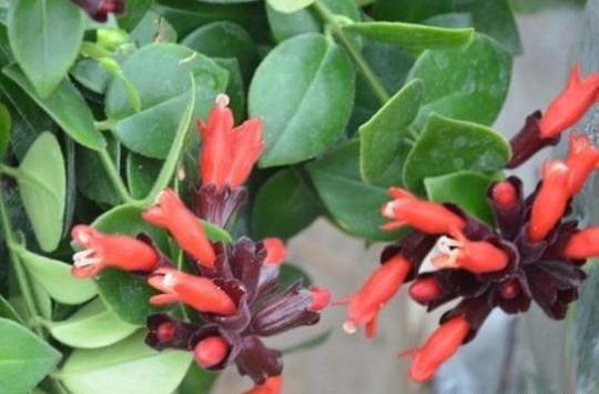 口红吊兰叶子发黄掉落是怎么回事,口红吊兰花苞少怎么办