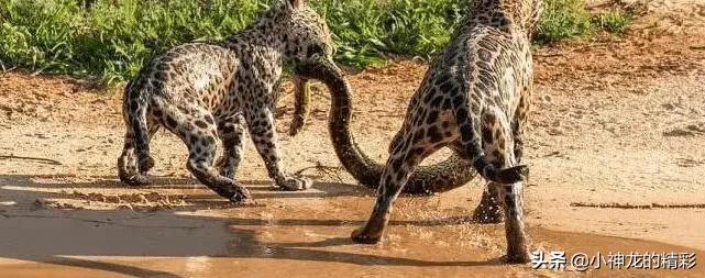 世界上最大的蛇咬死几个人,世界上最凶狠的蛇是什么