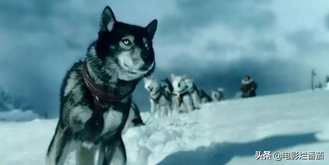 二哈多哥极限逃跑,多哥为什么跟其他哈士奇不一样