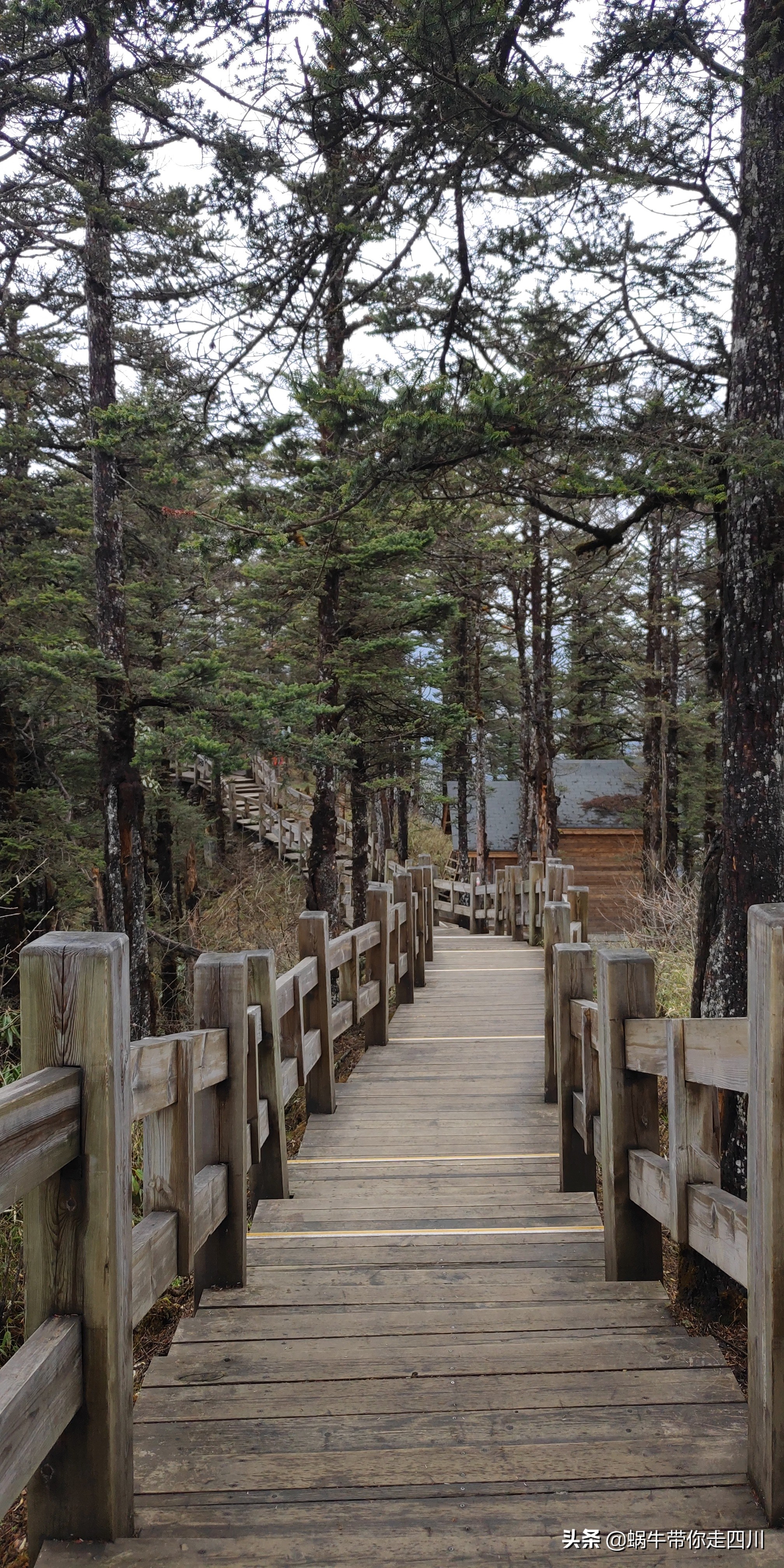 成都去西岭雪山两天一夜旅游团,成都出发雪山旅游