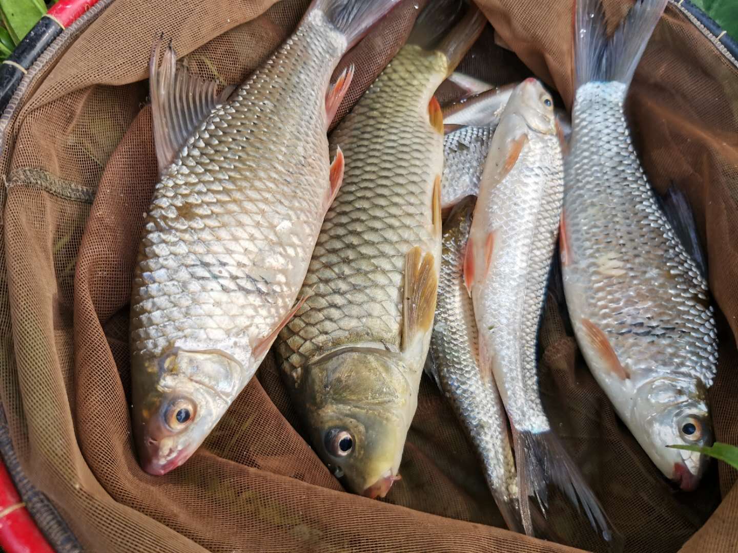 野钓鲮鱼调漂最佳方法,钓鲮鱼台钓调漂的正确方法