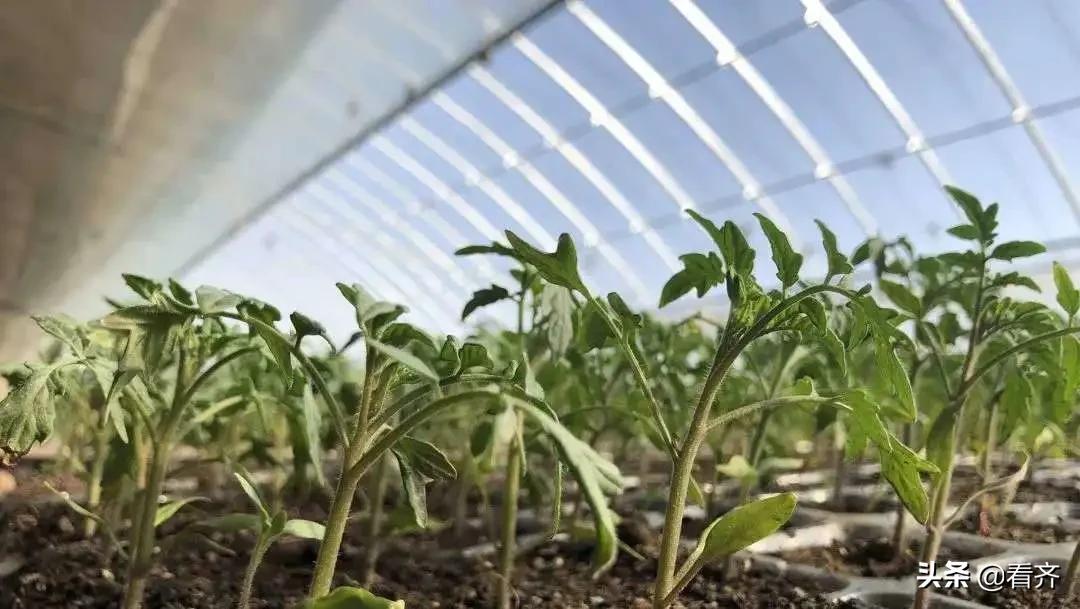 齐齐哈尔市梅里斯:面对“倒春寒”,区农业技术推广中心建议您