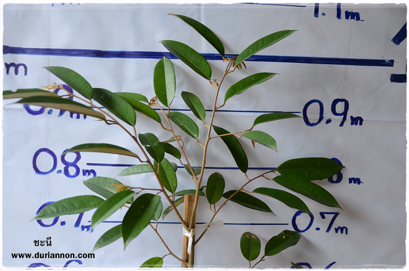 榴莲品种d13,泰国榴莲d197是什么品种