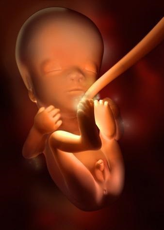 胎儿发育全过程标本,是否能看到胎儿的发育过程