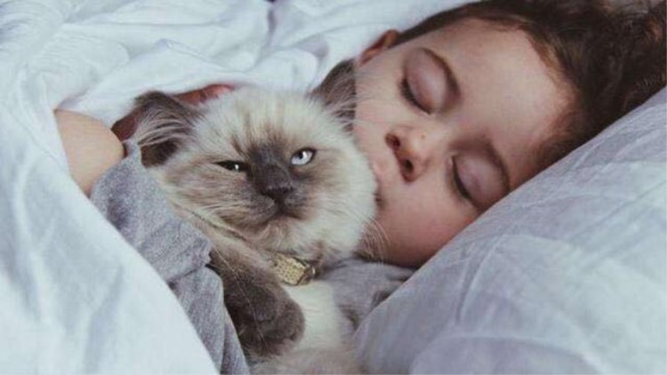 猫咪五种性格类型,猫咪有这6种表现说明你养得好